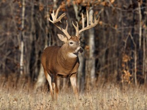 High Fence Deer Hunting